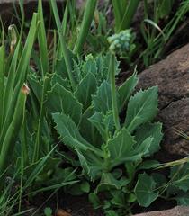 Senecio rhomboideus