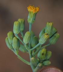 Senecio rhomboideus