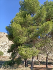 Pinus