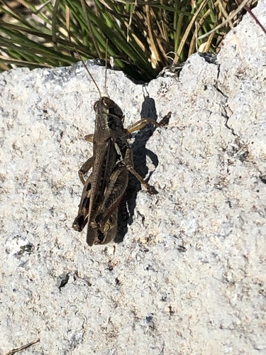 Bruner's Spur-throat Grasshopper photo 4