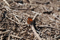 Lycaena clarki