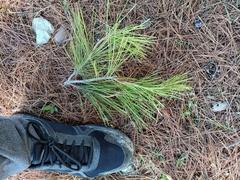 Pinus