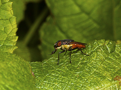 Stomorhina xanthogaster