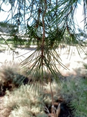 Pinus