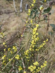 Acacia siculiformis