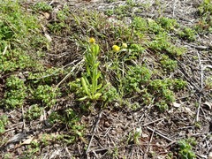 Xerochrysum interiore