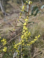 Acacia siculiformis
