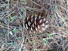 Pinus