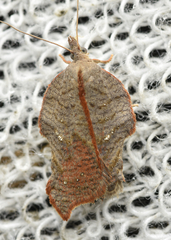 Acleris emargana