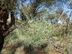 Hakea divaricata