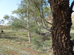 Hakea divaricata