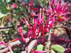 Tapinanthus rubromarginatus