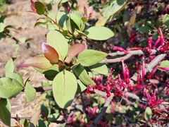 Tapinanthus rubromarginatus