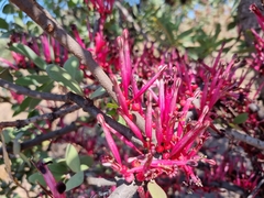 Tapinanthus rubromarginatus