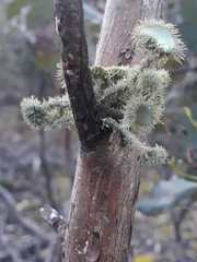 Usnea molliuscula