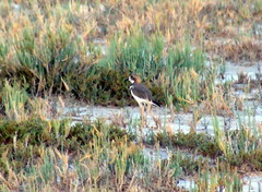 Charadrius falklandicus