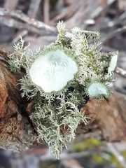 Usnea molliuscula