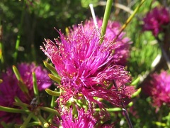 Melaleuca scabra