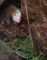 Haemanthus humilis hirsutus