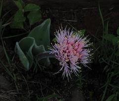 Haemanthus humilis hirsutus