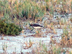 Charadrius falklandicus