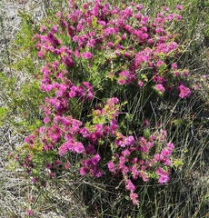 Melaleuca scabra