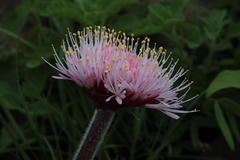 Haemanthus humilis hirsutus