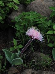Haemanthus humilis hirsutus