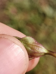 Gentianella anisodonta