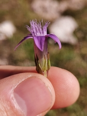 Gentianella anisodonta
