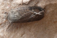 Xestia xanthographa