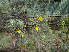 Senna artemisioides artemisioides