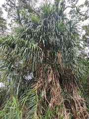 Freycinetia formosana