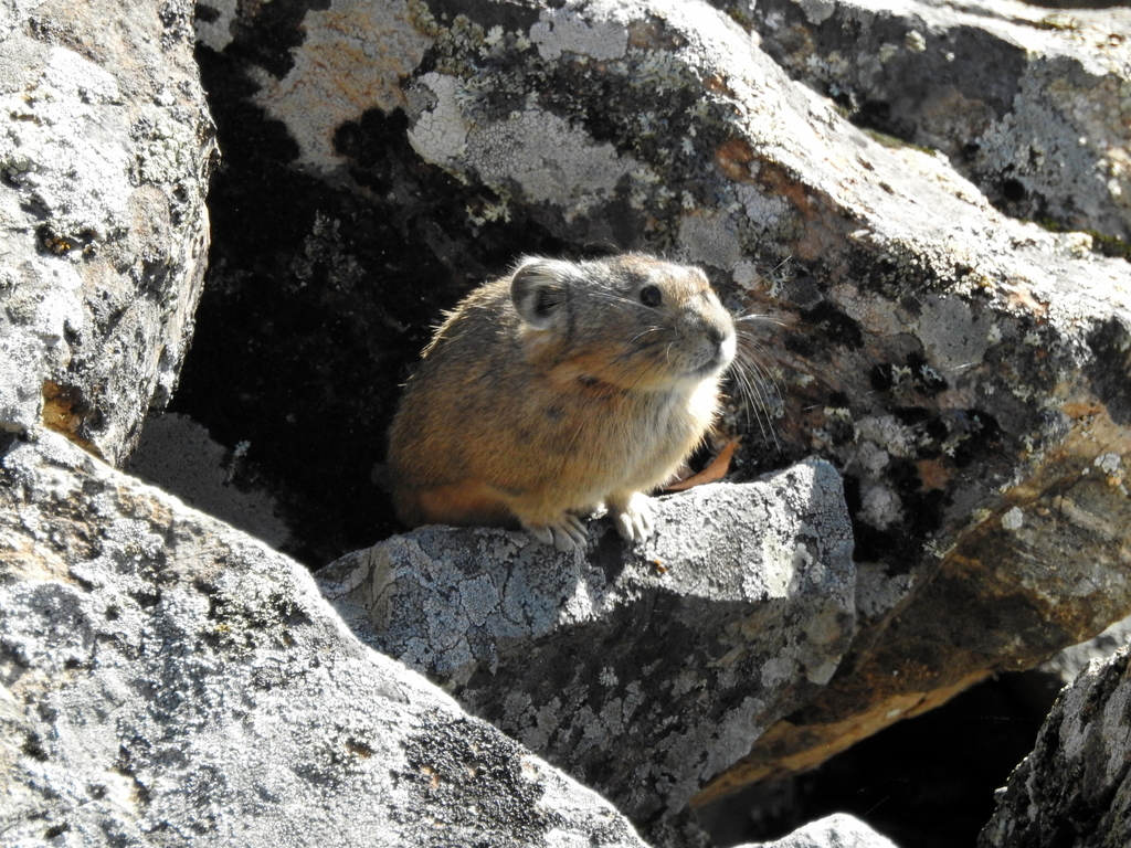 Manchurian Pika