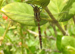 Zosteraeschna minuscula