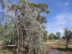 Eucalyptus woodwardii