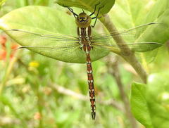 Zosteraeschna minuscula