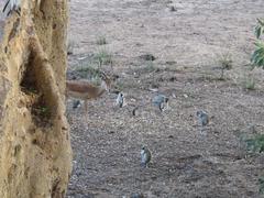 Ficus sycomorus sycomorus