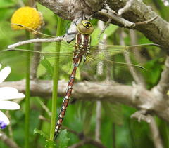 Zosteraeschna minuscula