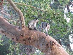Ficus sycomorus sycomorus