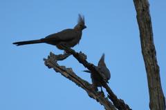Corythaixoides concolor concolor