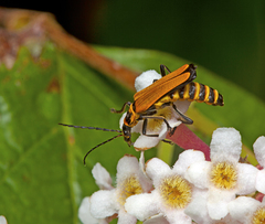 Chauliognathus flavipennis