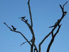 Corythaixoides concolor concolor