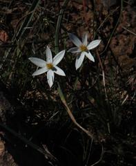 Pauridia serrata albiflora