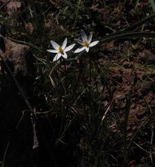 Pauridia serrata albiflora