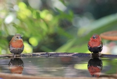 Hypargos niveoguttatus