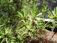 Myoporum montanum