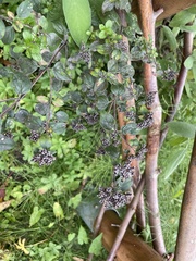 Origanum vulgare