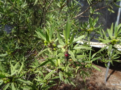 Myoporum montanum