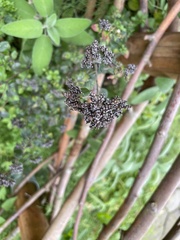 Origanum vulgare
